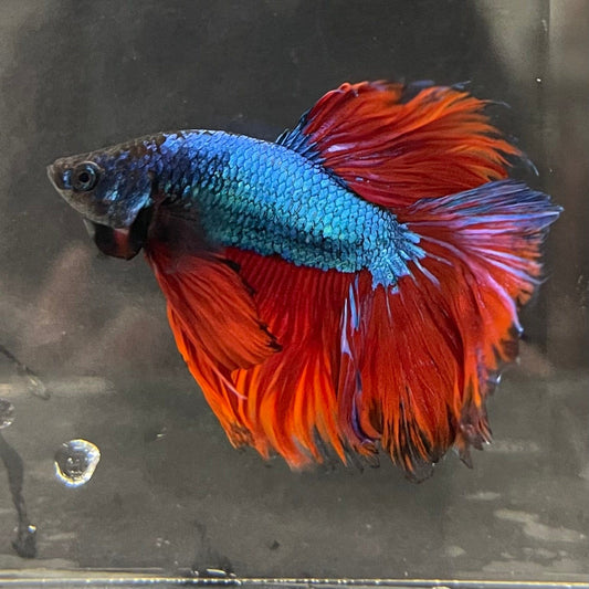 the-fish-farm Male Betta Male Betta - One Only - 18 Choose your favourite Male Betta from The Fish Farm Australia