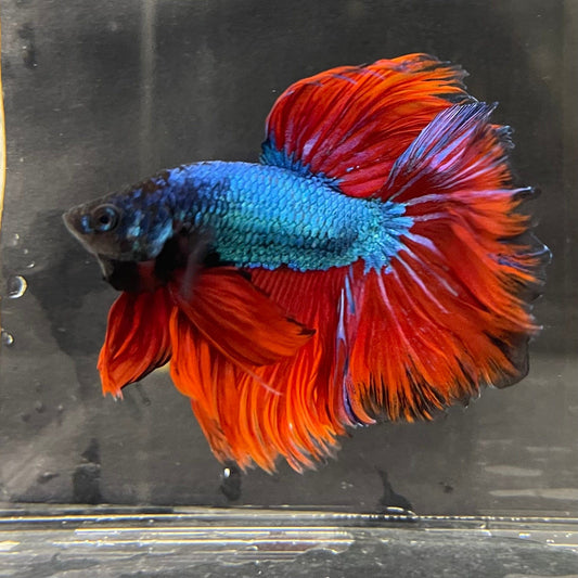 the-fish-farm Male Betta Male Betta - One Only - 18 Choose your favourite Male Betta from The Fish Farm Australia