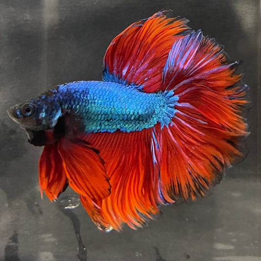 the-fish-farm Male Betta Male Betta - One Only - 18 Choose your favourite Male Betta from The Fish Farm Australia