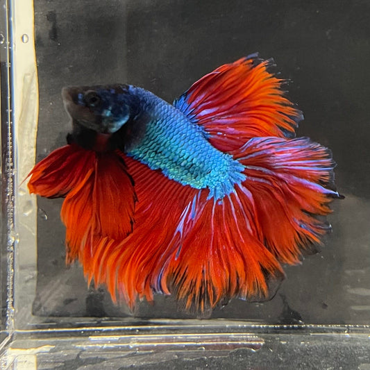 the-fish-farm Male Betta Male Betta - One Only - 18 Choose your favourite Male Betta from The Fish Farm Australia