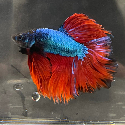 the-fish-farm Male Betta Male Betta - One Only - 18 Choose your favourite Male Betta from The Fish Farm Australia