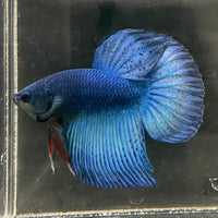 the-fish-farm Male Betta Male Betta - One Only - 18 Choose your favourite Male Betta from The Fish Farm Australia