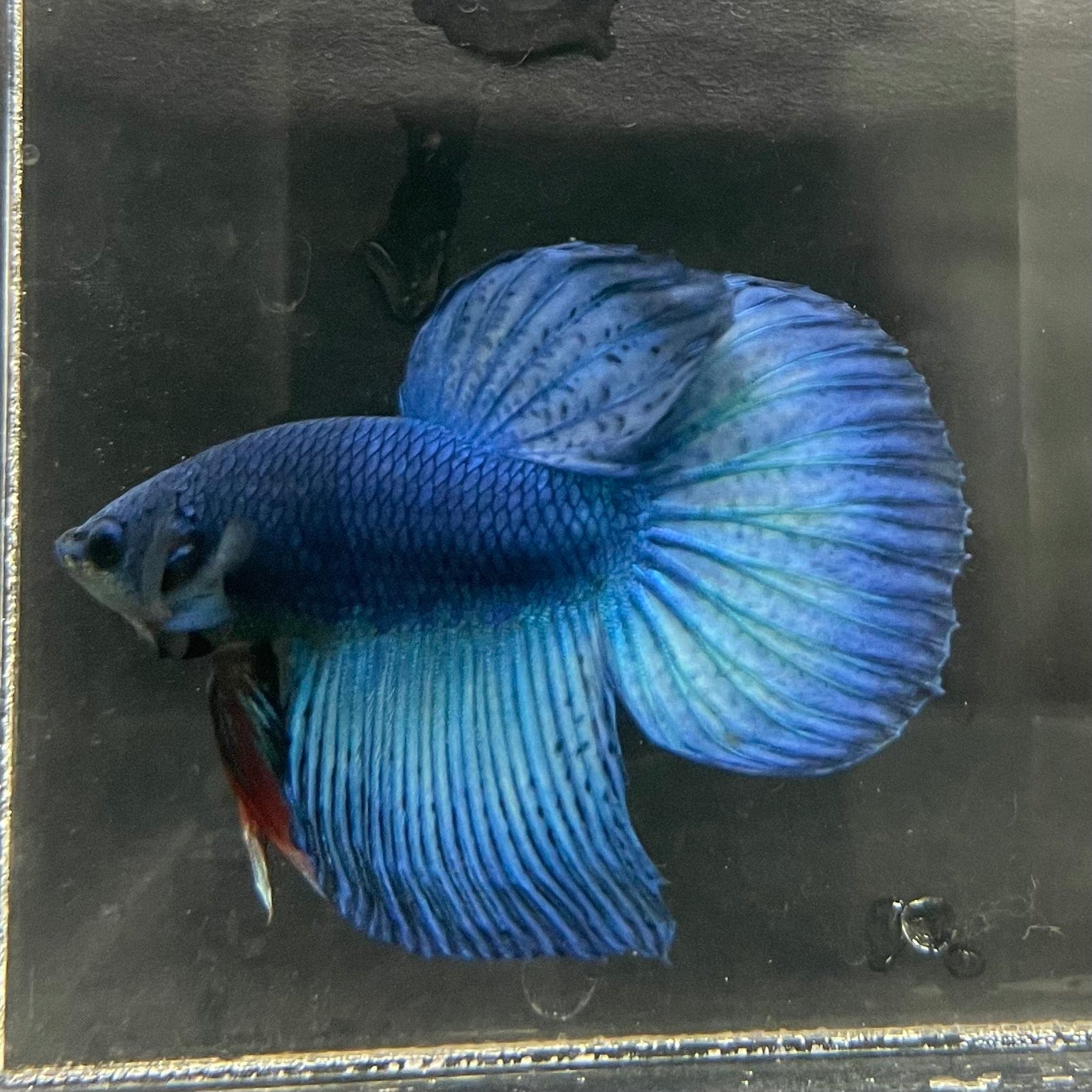 the-fish-farm Male Betta Male Betta - One Only - 18 Choose your favourite Male Betta from The Fish Farm Australia