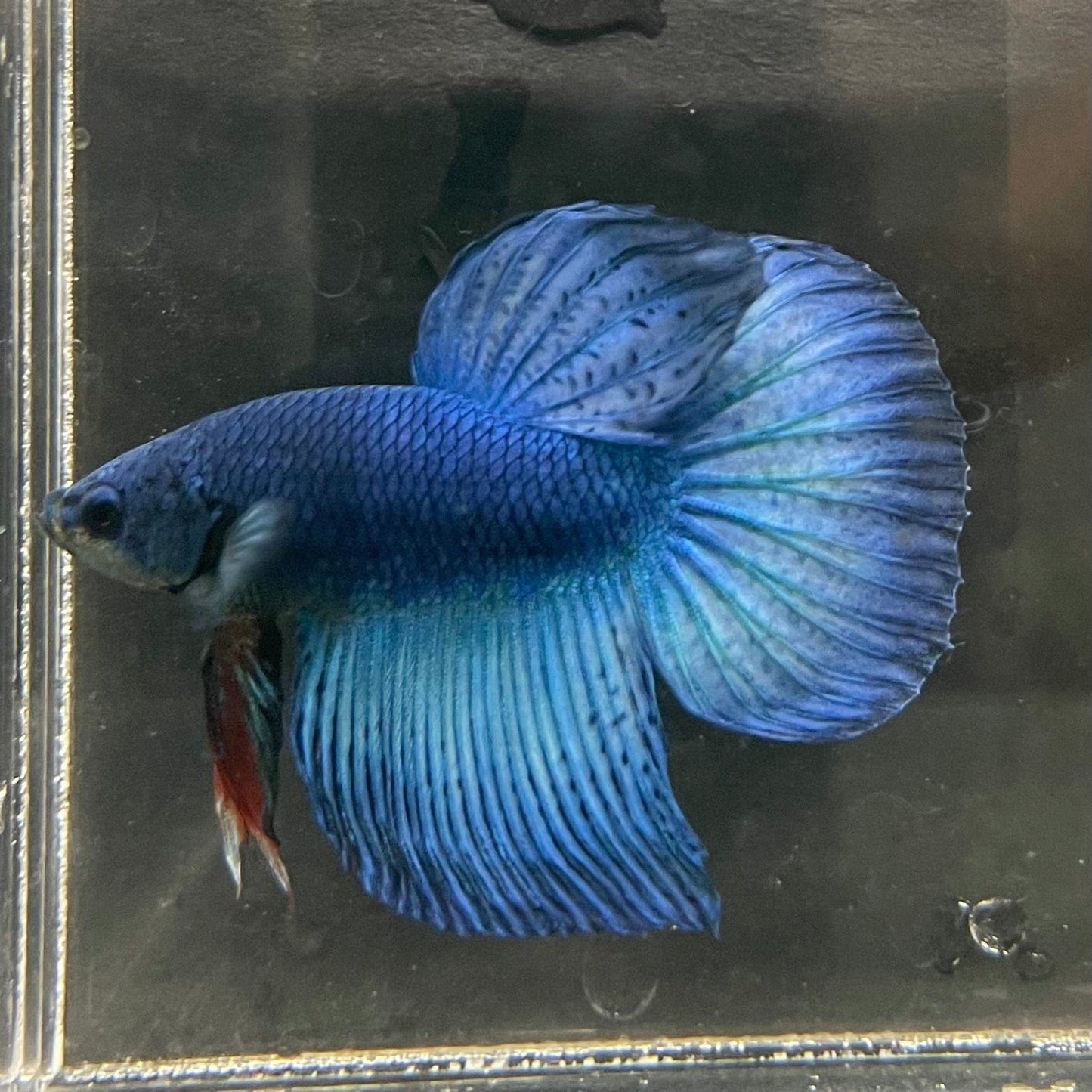 the-fish-farm Male Betta Male Betta - One Only - 18 Choose your favourite Male Betta from The Fish Farm Australia