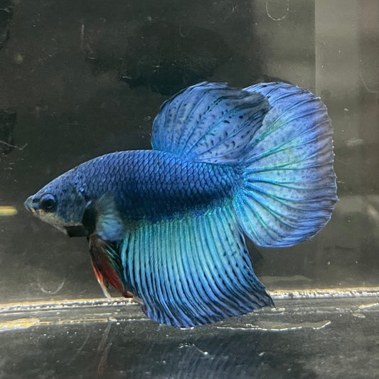 the-fish-farm Male Betta Male Betta - One Only - 18 Choose your favourite Male Betta from The Fish Farm Australia