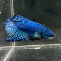 the-fish-farm Male Betta Male Betta - One Only - 18 Choose your favourite Male Betta from The Fish Farm Australia
