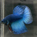 the-fish-farm Male Betta Male Betta - One Only - 18 Choose your favourite Male Betta from The Fish Farm Australia