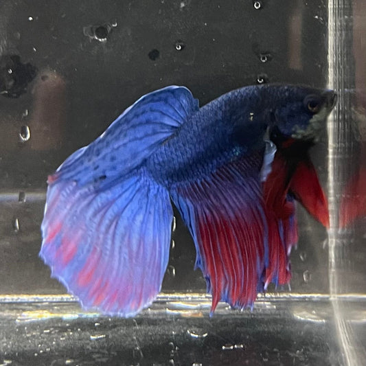 the-fish-farm Male Betta Male Betta - One Only - 18 Choose your favourite Male Betta from The Fish Farm Australia