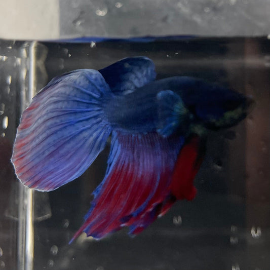 the-fish-farm Male Betta Male Betta - One Only - 18 Choose your favourite Male Betta from The Fish Farm Australia