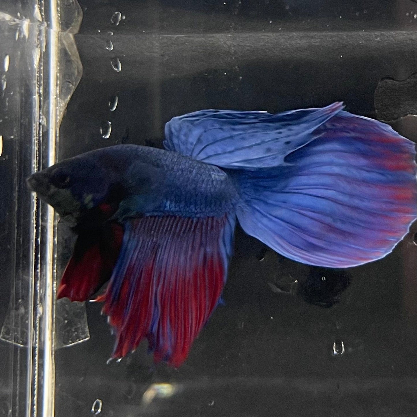 the-fish-farm Male Betta Male Betta - One Only - 18 Choose your favourite Male Betta from The Fish Farm Australia