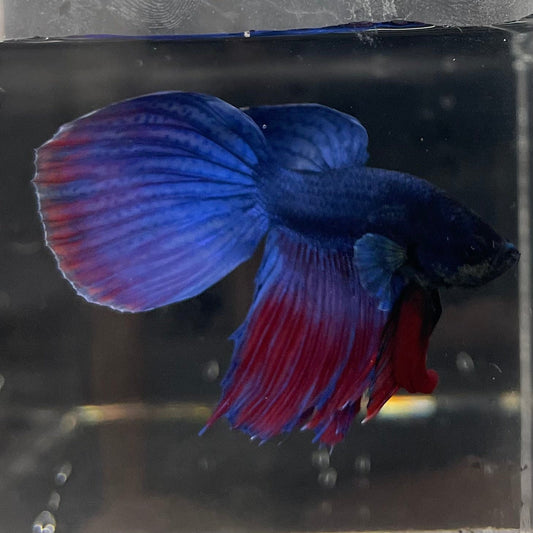 the-fish-farm Male Betta Male Betta - One Only - 18 Choose your favourite Male Betta from The Fish Farm Australia