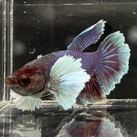the-fish-farm Male Betta Male Betta - One Only - 18 Choose your favourite Male Betta from The Fish Farm Australia