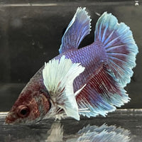 the-fish-farm Male Betta Male Betta - One Only - 18 Choose your favourite Male Betta from The Fish Farm Australia
