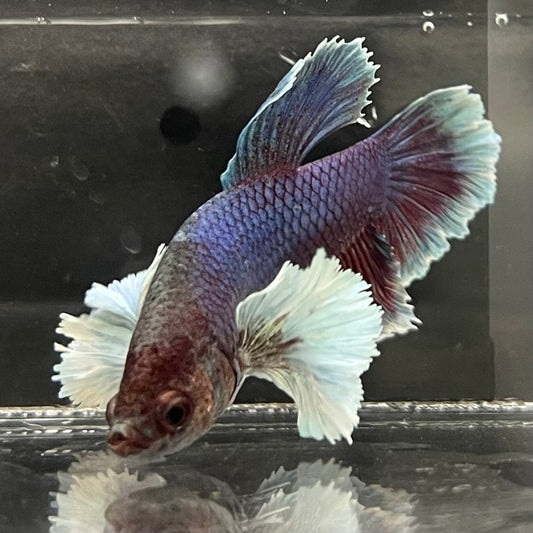 the-fish-farm Male Betta Male Betta - One Only - 18 Choose your favourite Male Betta from The Fish Farm Australia