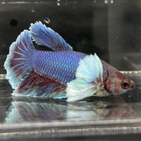 the-fish-farm Male Betta Male Betta - One Only - 18 Choose your favourite Male Betta from The Fish Farm Australia
