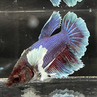 the-fish-farm Male Betta Male Betta - One Only - 18 Choose your favourite Male Betta from The Fish Farm Australia