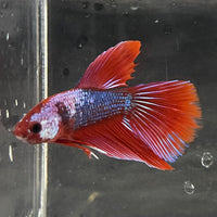 the-fish-farm Male Betta Male Betta - One Only - 18 Choose your favourite Male Betta from The Fish Farm Australia