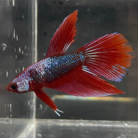 the-fish-farm Male Betta Male Betta - One Only - 18 Choose your favourite Male Betta from The Fish Farm Australia