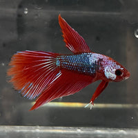 the-fish-farm Male Betta Male Betta - One Only - 18 Choose your favourite Male Betta from The Fish Farm Australia