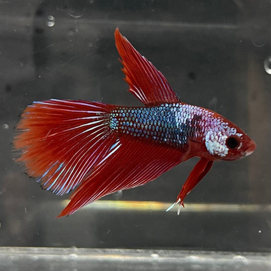 the-fish-farm Male Betta Male Betta - One Only - 18 Choose your favourite Male Betta from The Fish Farm Australia