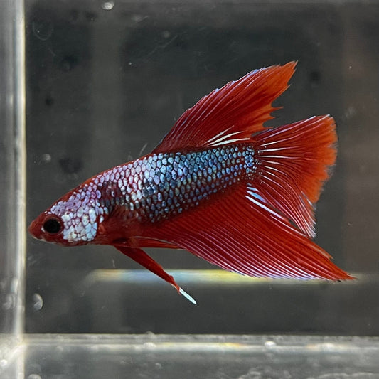 the-fish-farm Male Betta Male Betta - One Only - 18 Choose your favourite Male Betta from The Fish Farm Australia