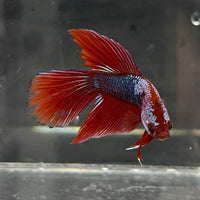 the-fish-farm Male Betta Male Betta - One Only - 18 Choose your favourite Male Betta from The Fish Farm Australia