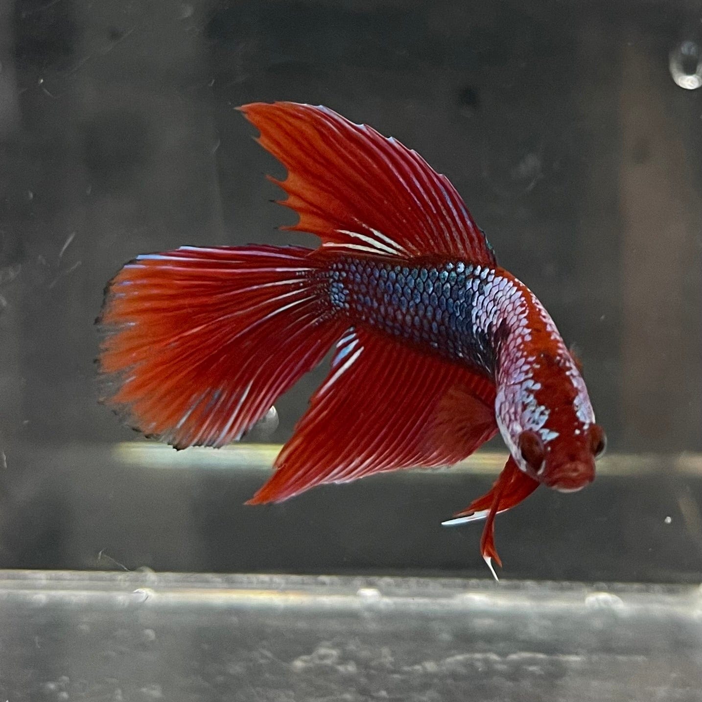 the-fish-farm Male Betta Male Betta - One Only - 18 Choose your favourite Male Betta from The Fish Farm Australia