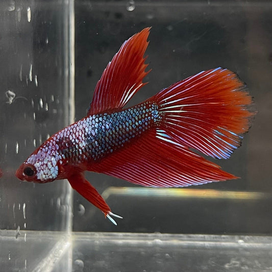 the-fish-farm Male Betta Male Betta - One Only - 18 Choose your favourite Male Betta from The Fish Farm Australia