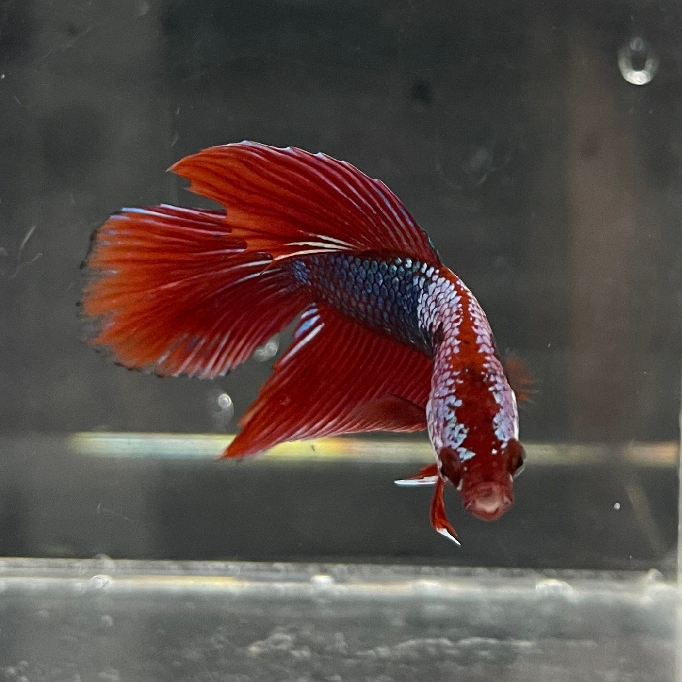 the-fish-farm Male Betta Male Betta - One Only - 18 Choose your favourite Male Betta from The Fish Farm Australia