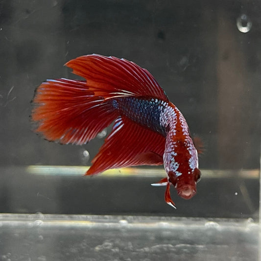 the-fish-farm Male Betta Male Betta - One Only - 18 Choose your favourite Male Betta from The Fish Farm Australia