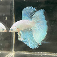 the-fish-farm Male Betta Male Betta - One Only - 18 Choose your favourite Male Betta from The Fish Farm Australia