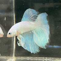 the-fish-farm Male Betta Male Betta - One Only - 18 Choose your favourite Male Betta from The Fish Farm Australia