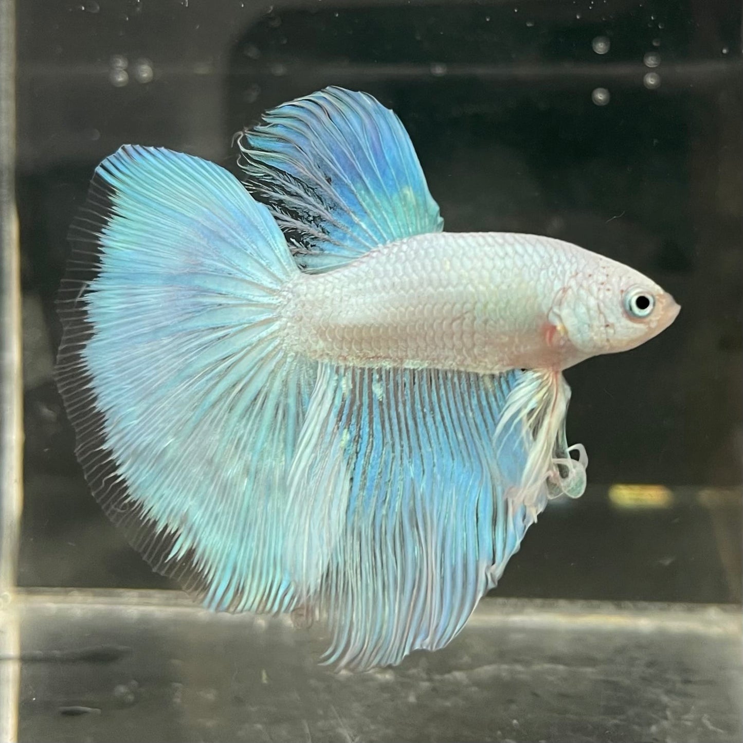 the-fish-farm Male Betta Male Betta - One Only - 18 Choose your favourite Male Betta from The Fish Farm Australia