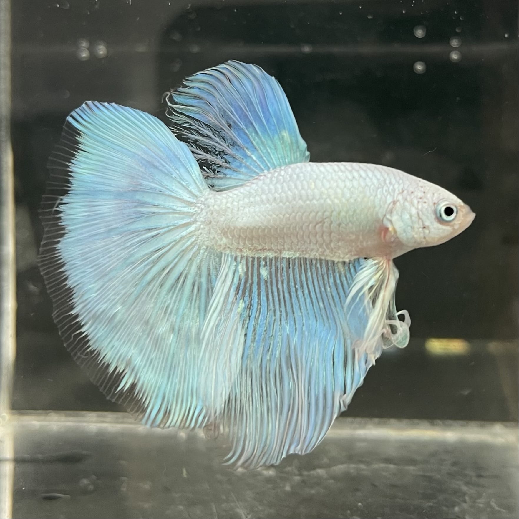 the-fish-farm Male Betta Male Betta - One Only - 18 Choose your favourite Male Betta from The Fish Farm Australia