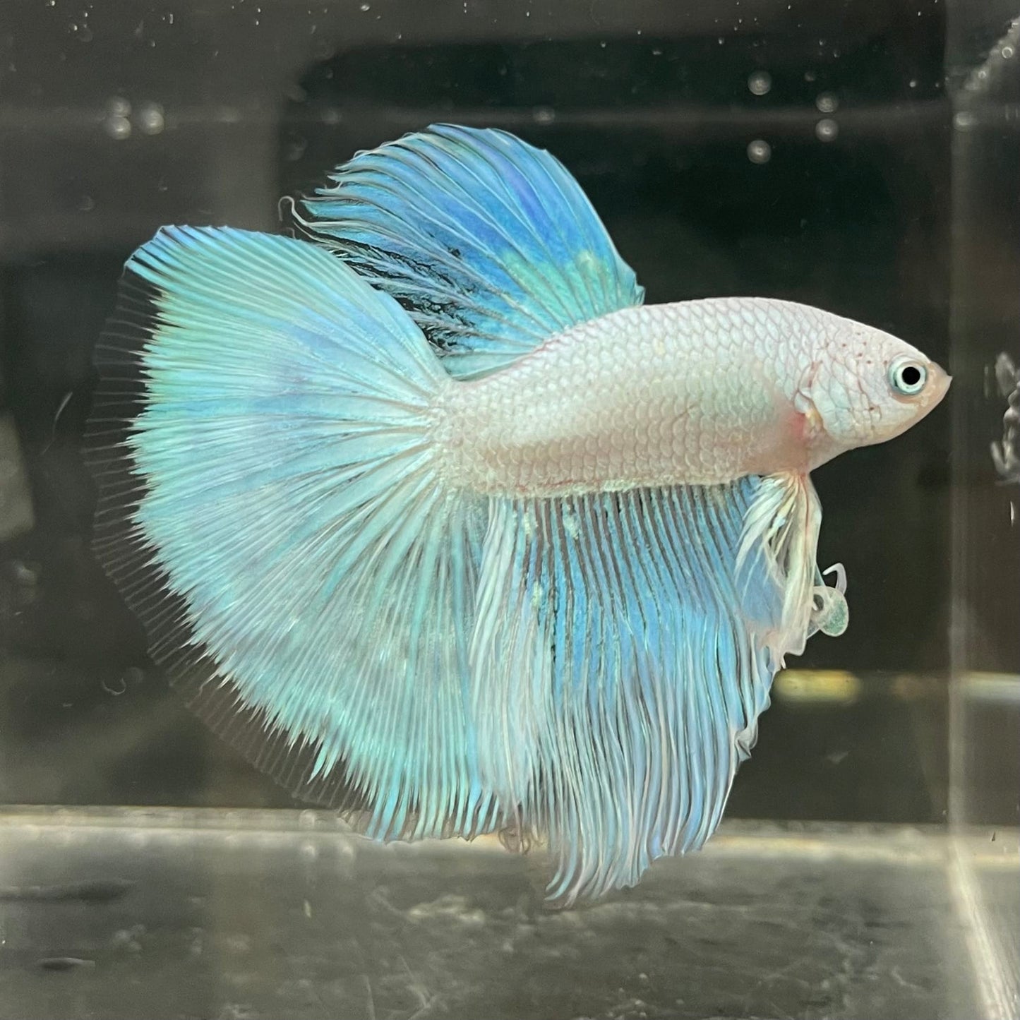the-fish-farm Male Betta Male Betta - One Only - 18 Choose your favourite Male Betta from The Fish Farm Australia