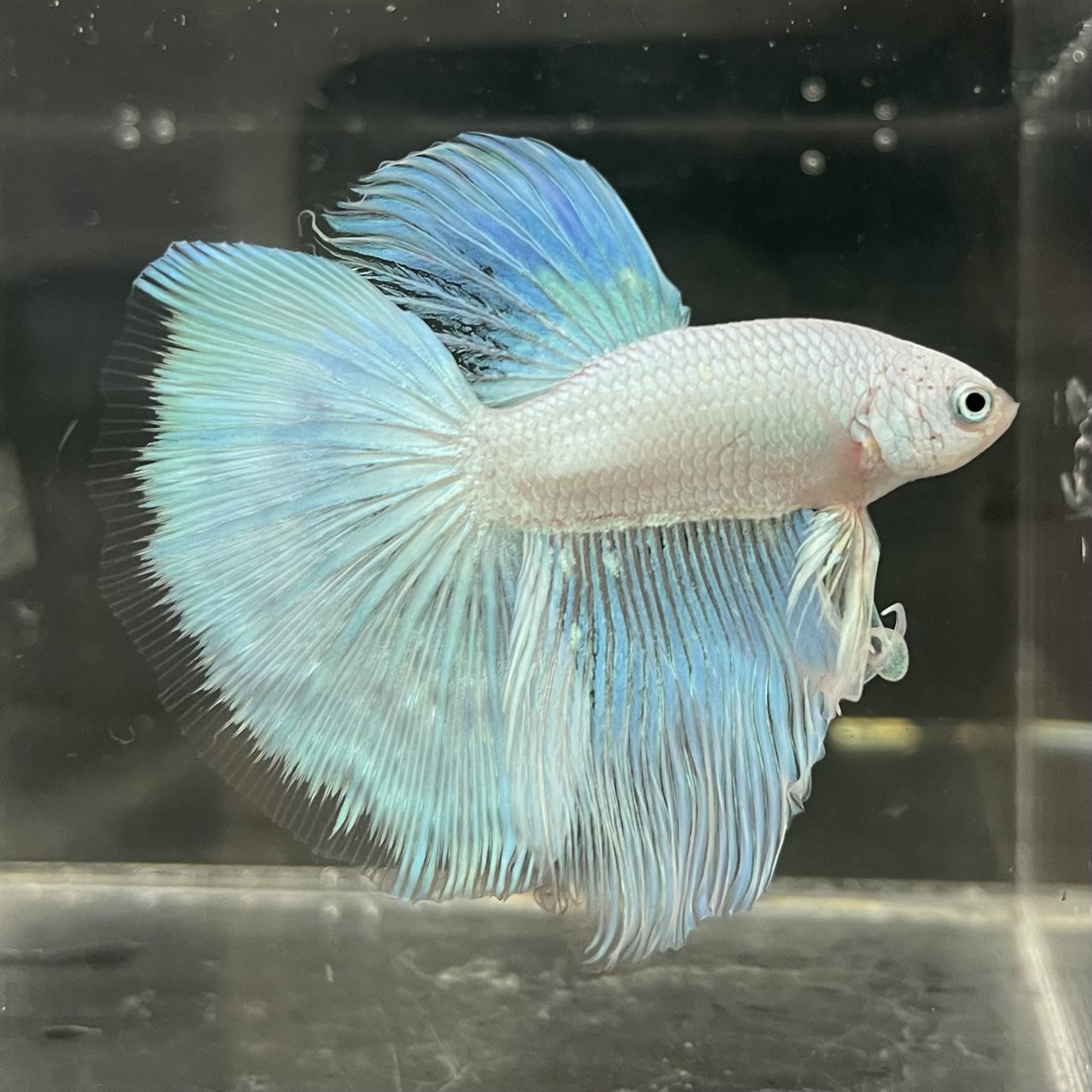 the-fish-farm Male Betta Male Betta - One Only - 18 Choose your favourite Male Betta from The Fish Farm Australia