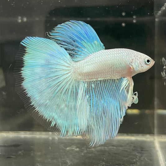 the-fish-farm Male Betta Male Betta - One Only - 18 Choose your favourite Male Betta from The Fish Farm Australia