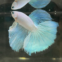 the-fish-farm Male Betta Male Betta - One Only - 18 Choose your favourite Male Betta from The Fish Farm Australia