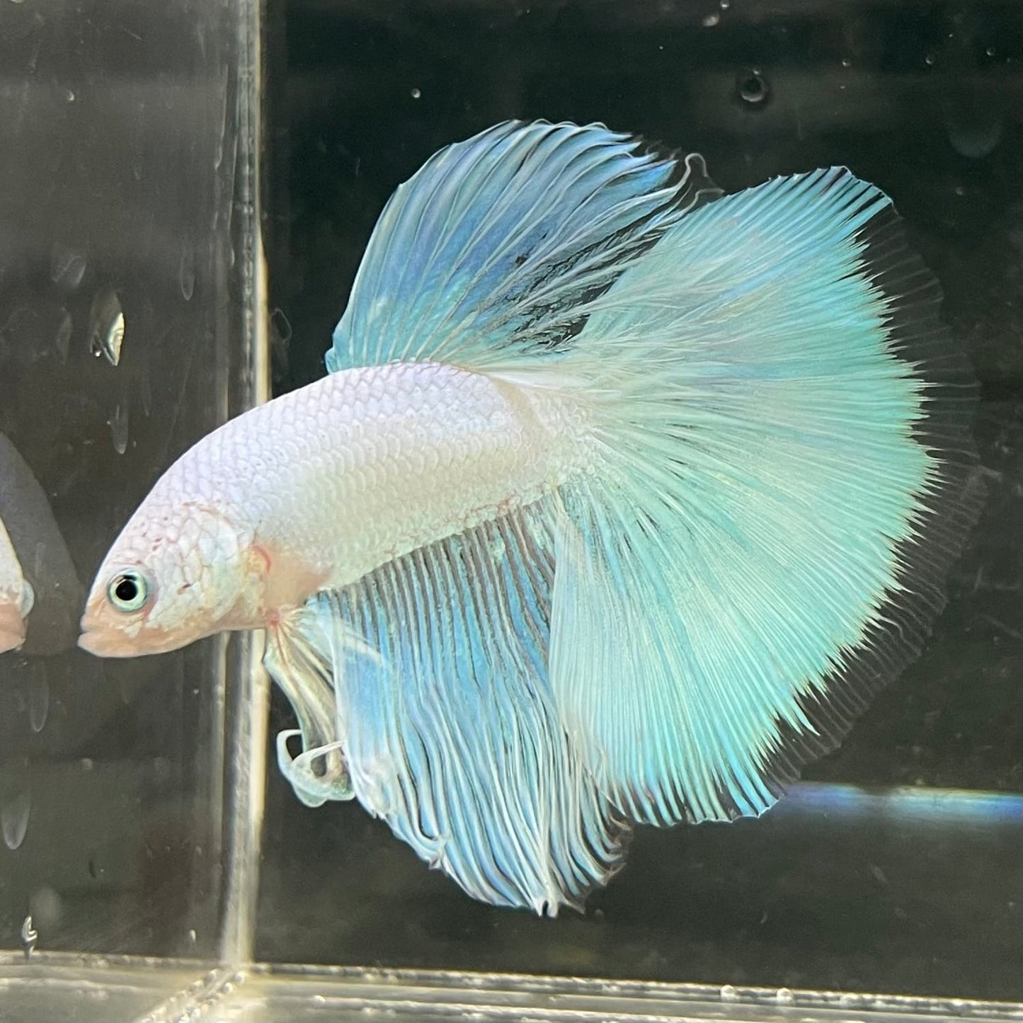 the-fish-farm Male Betta Male Betta - One Only - 18 Choose your favourite Male Betta from The Fish Farm Australia