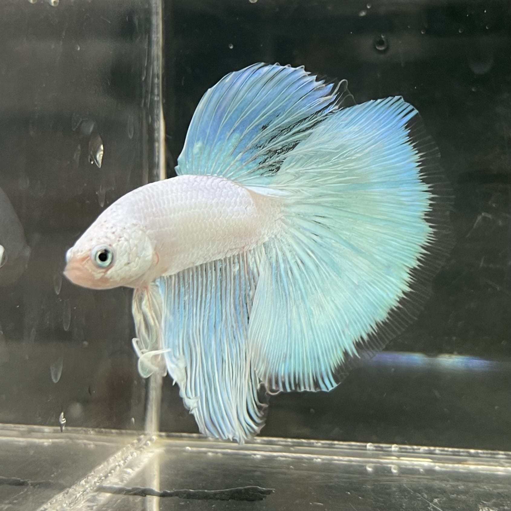 the-fish-farm Male Betta Male Betta - One Only - 18 Choose your favourite Male Betta from The Fish Farm Australia