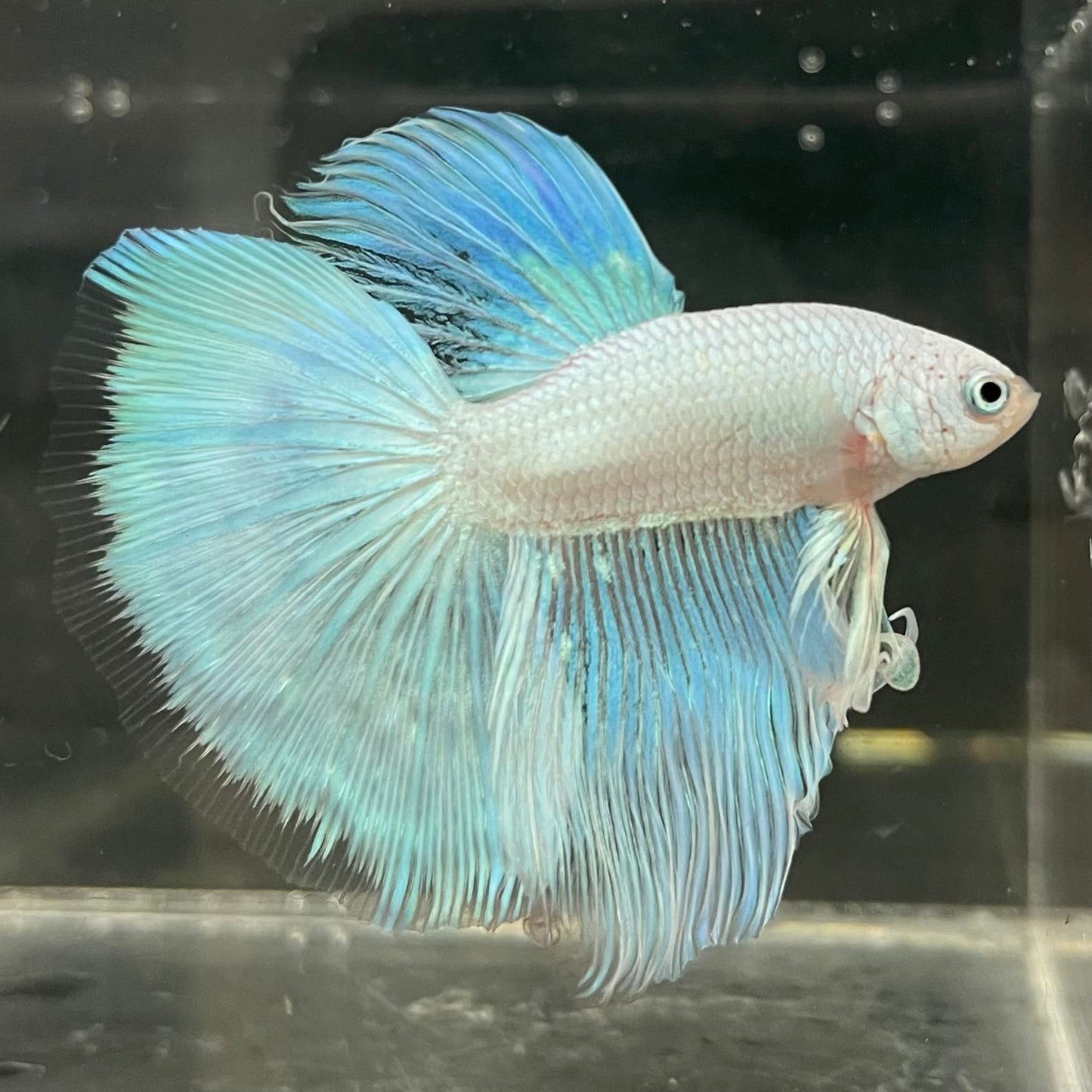 the-fish-farm Male Betta Male Betta - One Only - 18 Choose your favourite Male Betta from The Fish Farm Australia