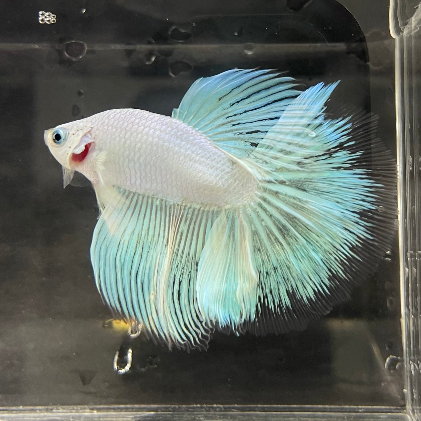 the-fish-farm Male Betta Male Betta - One Only - 18 Choose your favourite Male Betta from The Fish Farm Australia