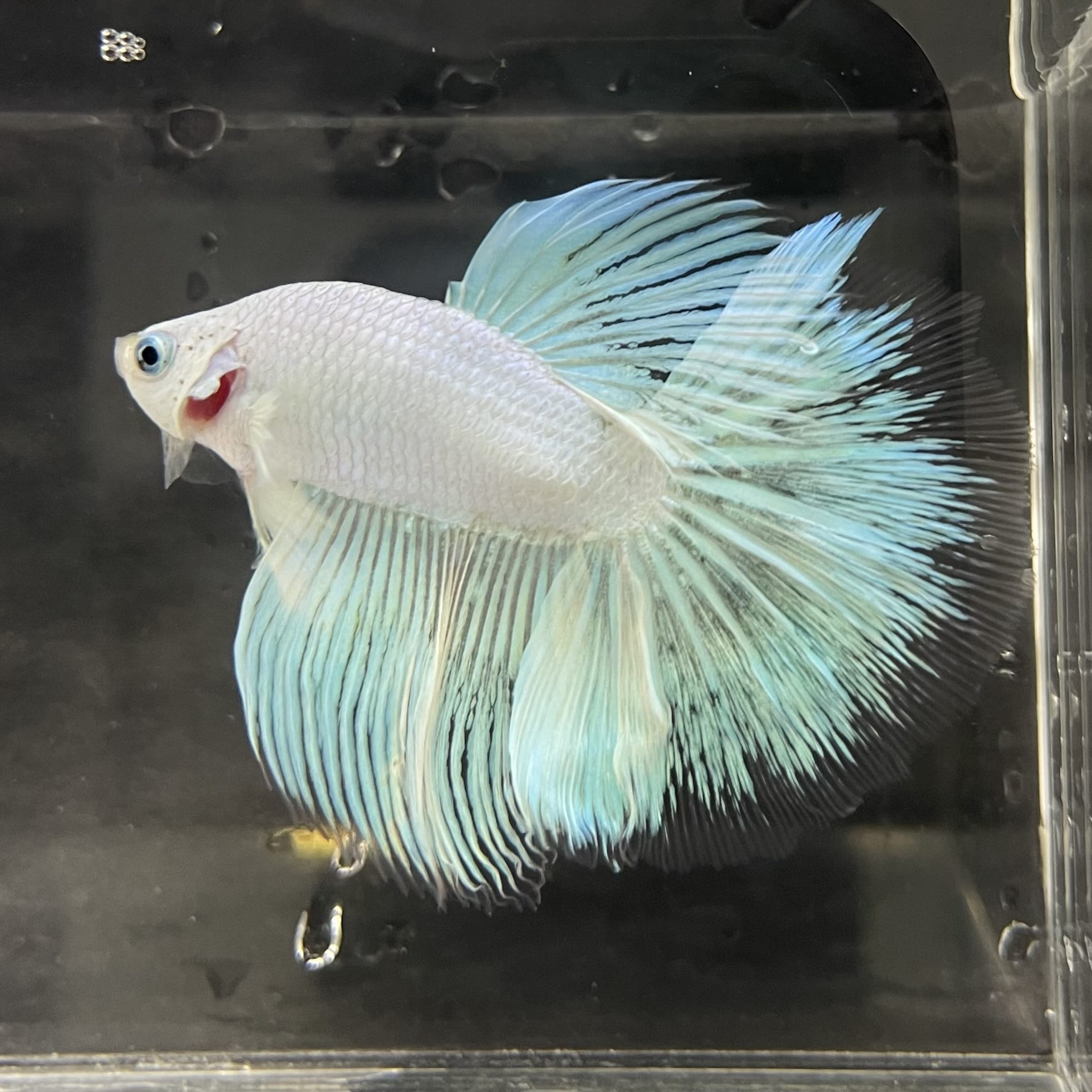 the-fish-farm Male Betta Male Betta - One Only - 18 Choose your favourite Male Betta from The Fish Farm Australia