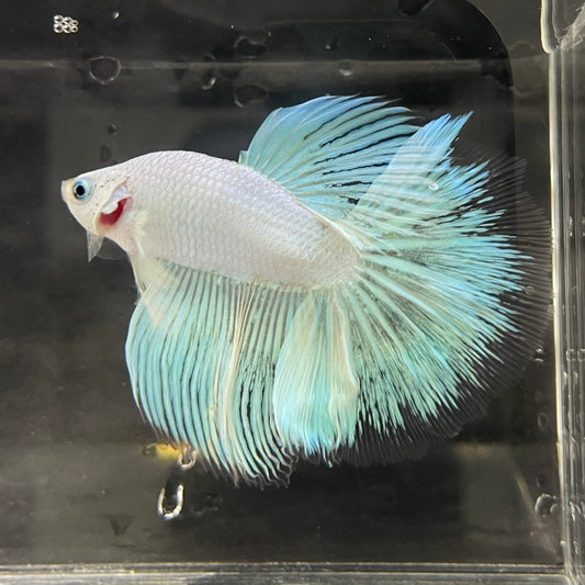 the-fish-farm Male Betta Male Betta - One Only - 18 Choose your favourite Male Betta from The Fish Farm Australia