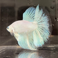 the-fish-farm Male Betta Male Betta - One Only - 18 Choose your favourite Male Betta from The Fish Farm Australia