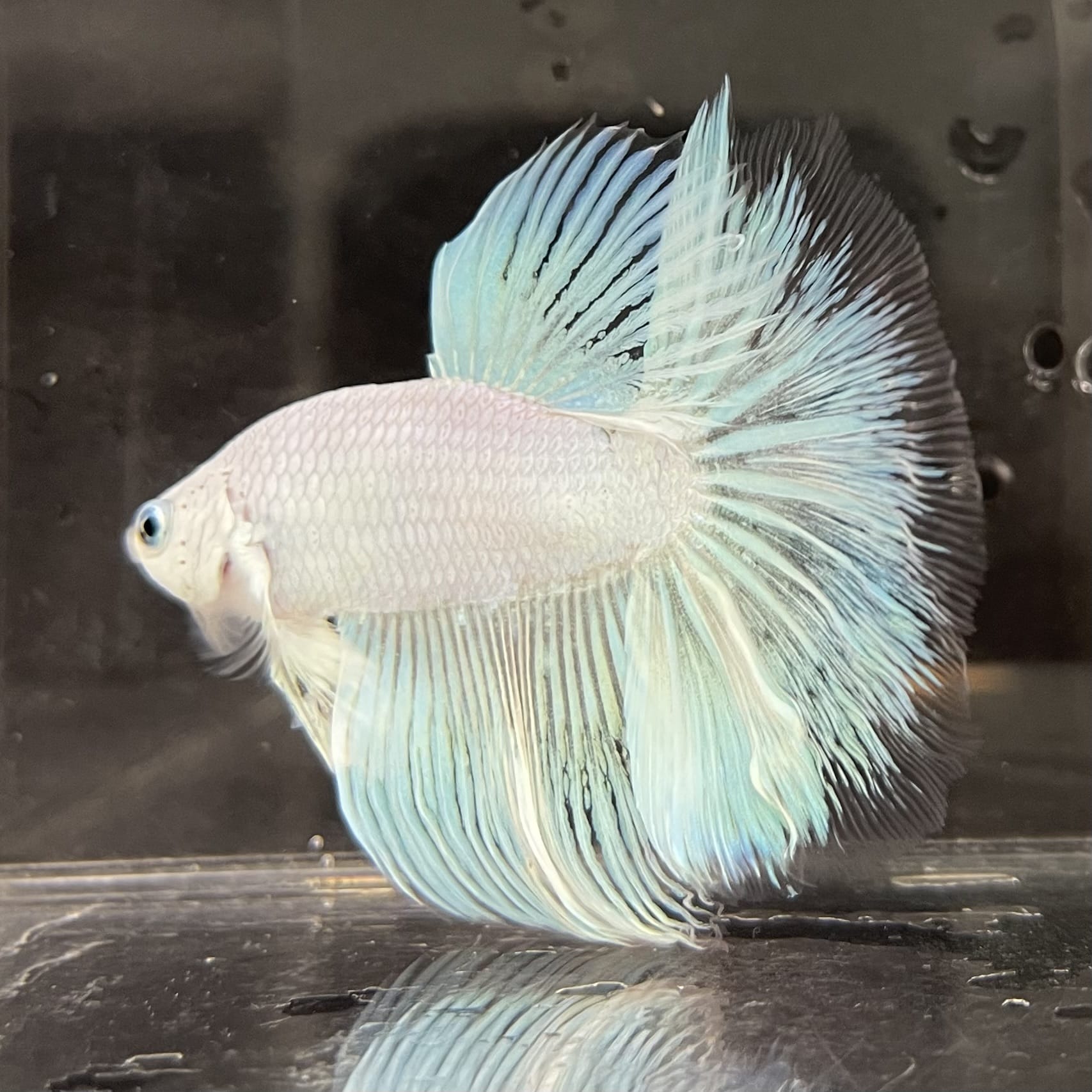 the-fish-farm Male Betta Male Betta - One Only - 18 Choose your favourite Male Betta from The Fish Farm Australia
