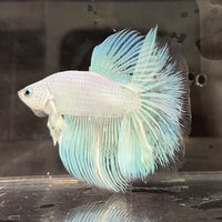 the-fish-farm Male Betta Male Betta - One Only - 18 Choose your favourite Male Betta from The Fish Farm Australia