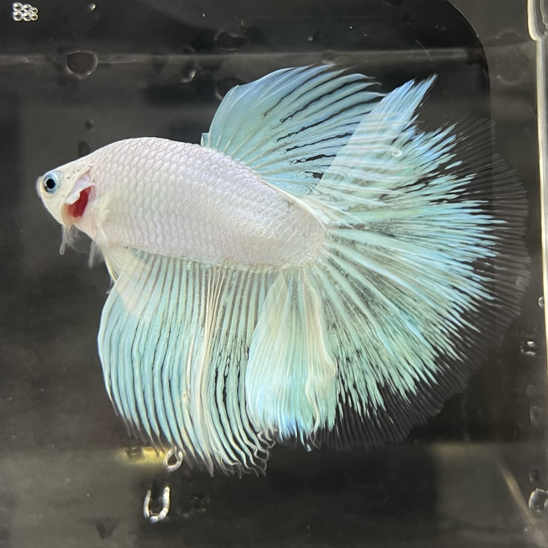the-fish-farm Male Betta Male Betta - One Only - 18 Choose your favourite Male Betta from The Fish Farm Australia