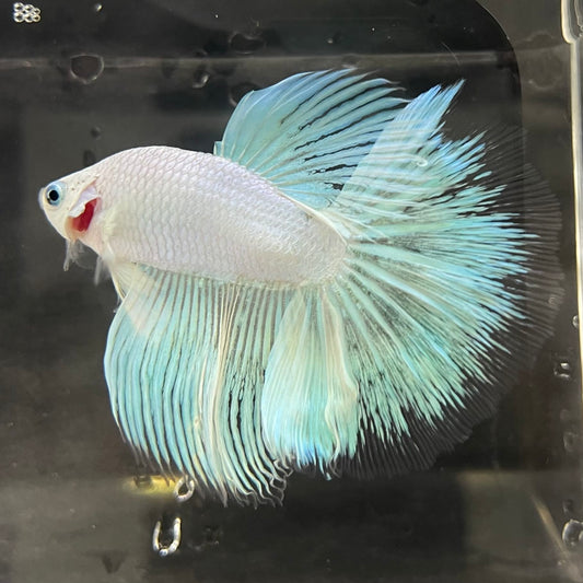 the-fish-farm Male Betta Male Betta - One Only - 18 Choose your favourite Male Betta from The Fish Farm Australia