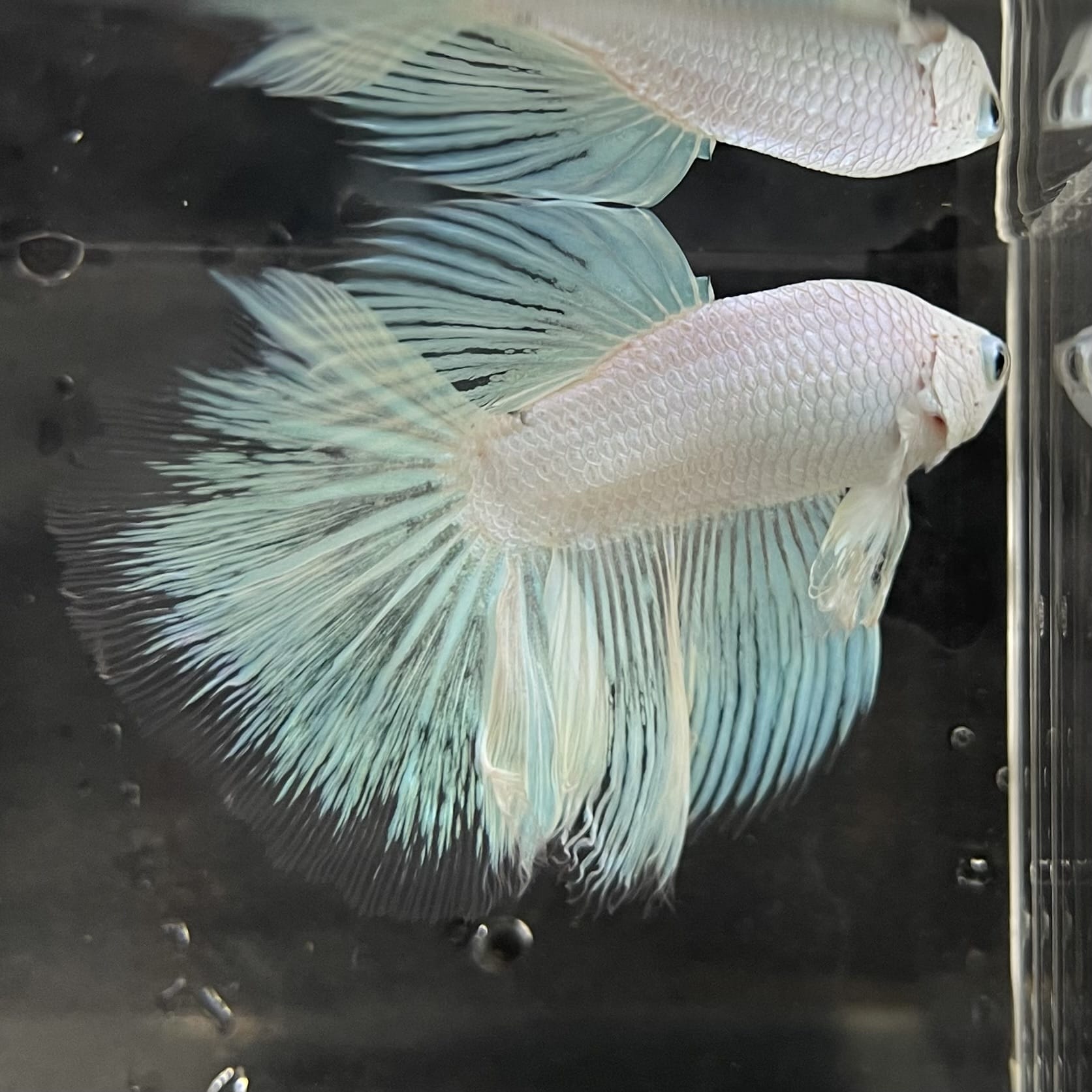 the-fish-farm Male Betta Male Betta - One Only - 18 Choose your favourite Male Betta from The Fish Farm Australia